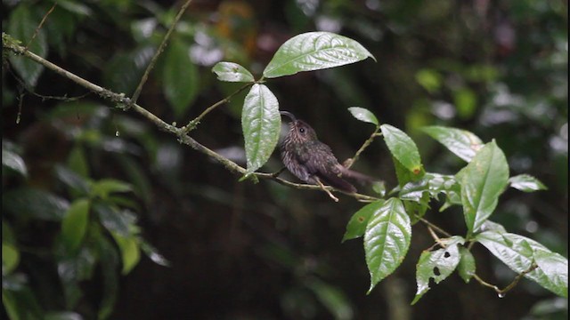 kolibřík orlozobec - ML325180341