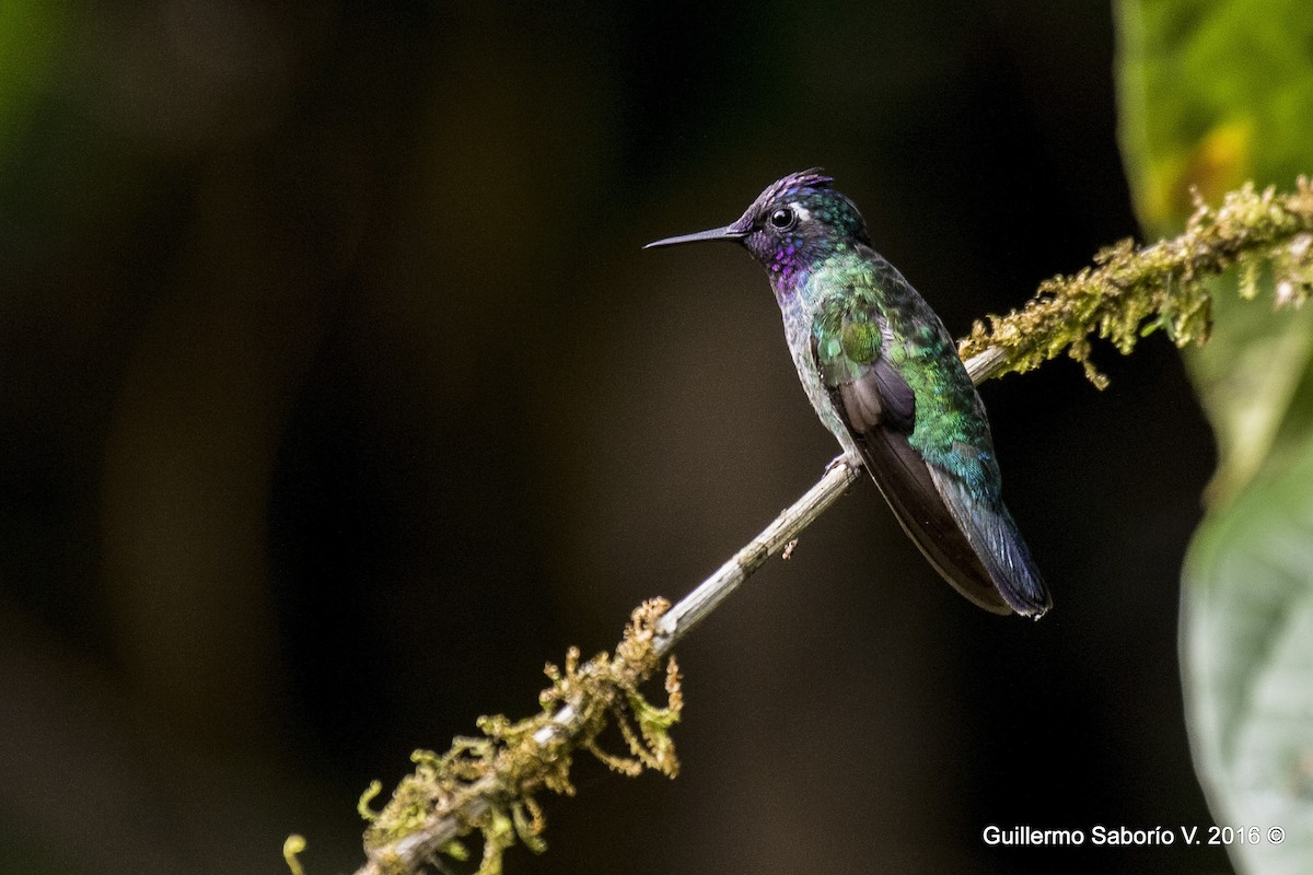 Violet-headed Hummingbird - ML32518091