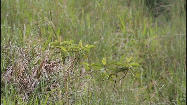 Wedge-tailed Grass-Finch - ML325181781
