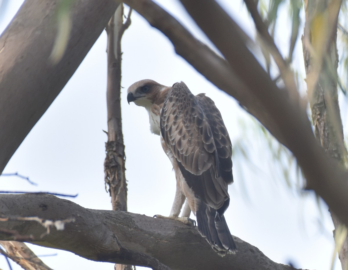 Changeable Hawk-Eagle (Crested) - ML325182881
