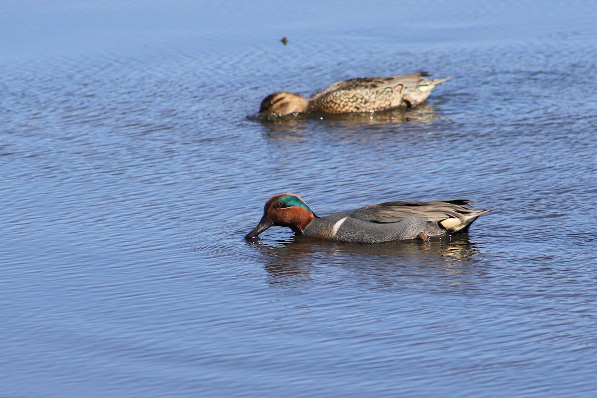Blue-winged Teal - ML325184421