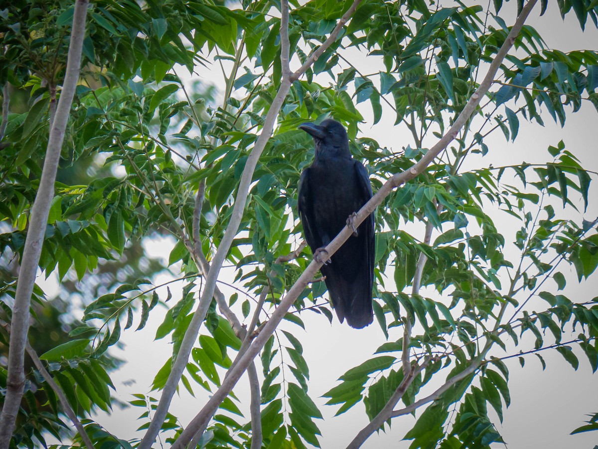 Large-billed Crow - Cyril Duran