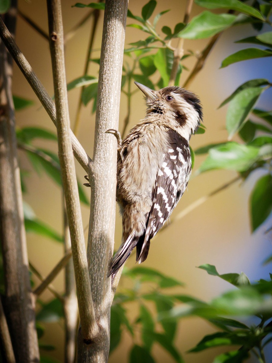 Gray-capped Pygmy Woodpecker - Cyril Duran