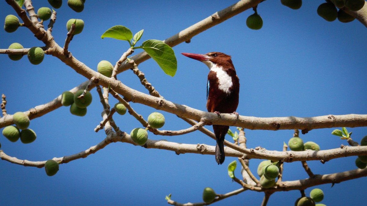 White-throated Kingfisher - Cyril Duran