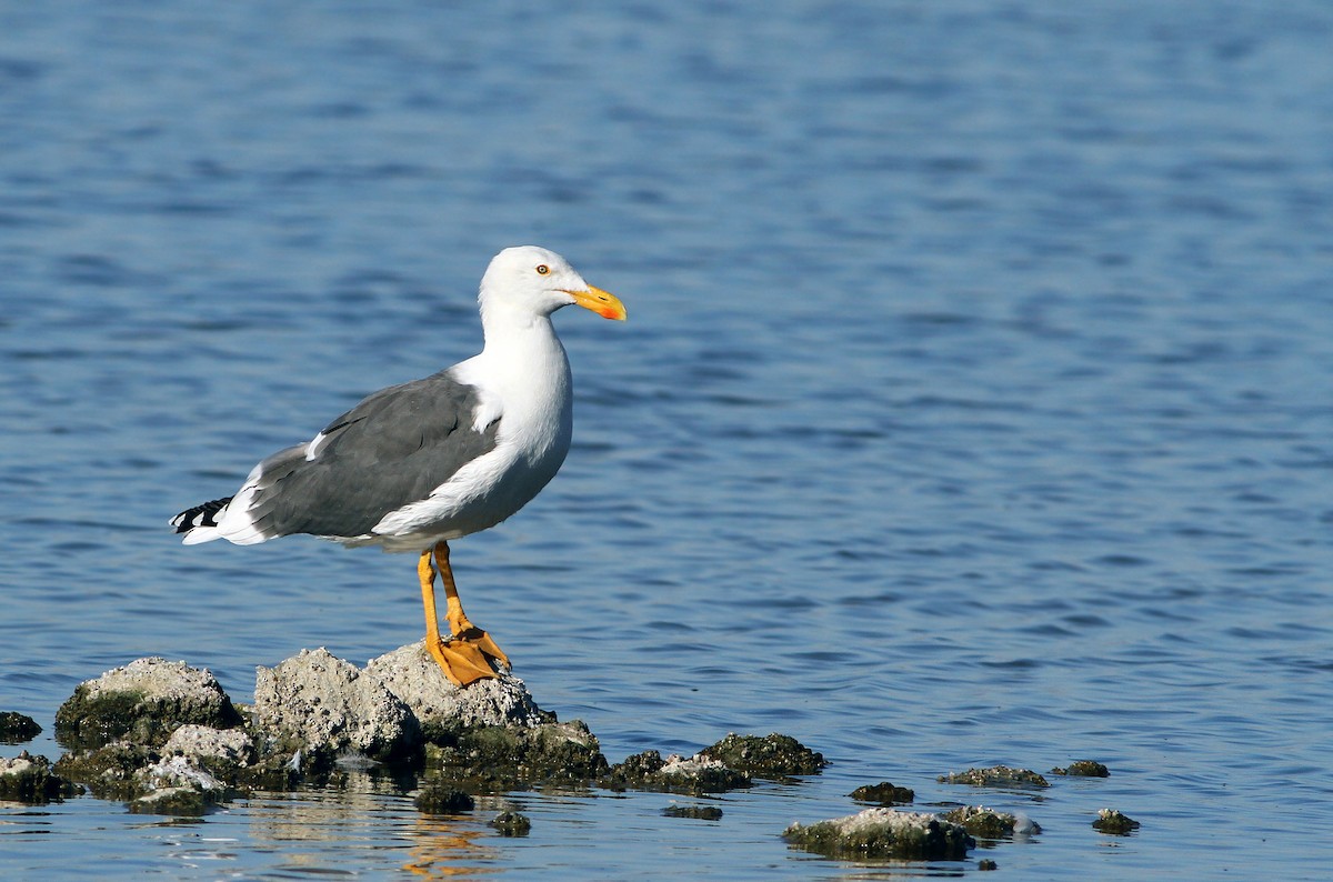 Yellow-footed Gull - ML32518801
