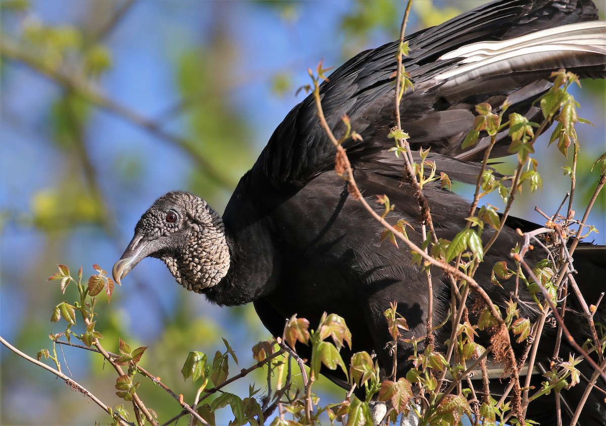 Black Vulture - Evan Pannkuk