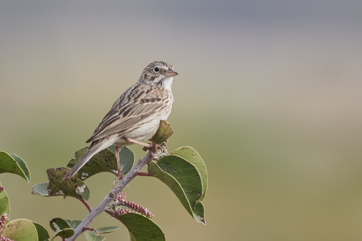 Vesper Sparrow - Sharif Uddin