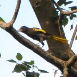 Yellow-winged Cacique - ML32519541
