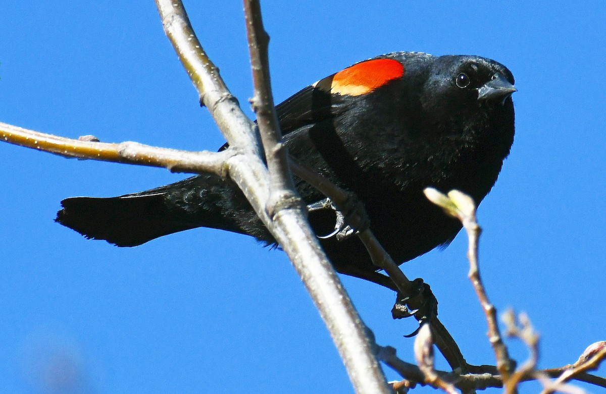Red-winged Blackbird - Phil Pickering