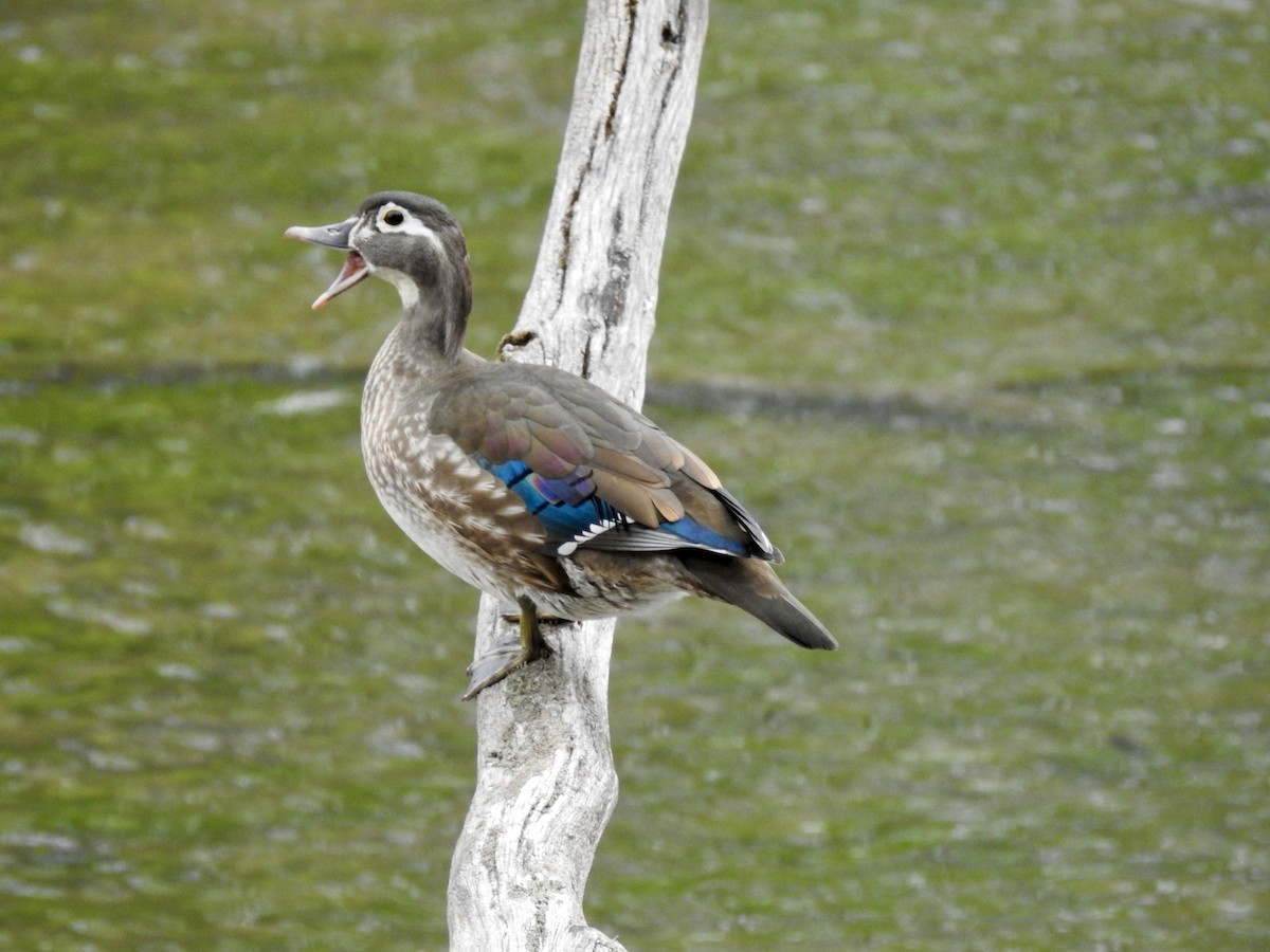 Wood Duck - Laurie  Keefe
