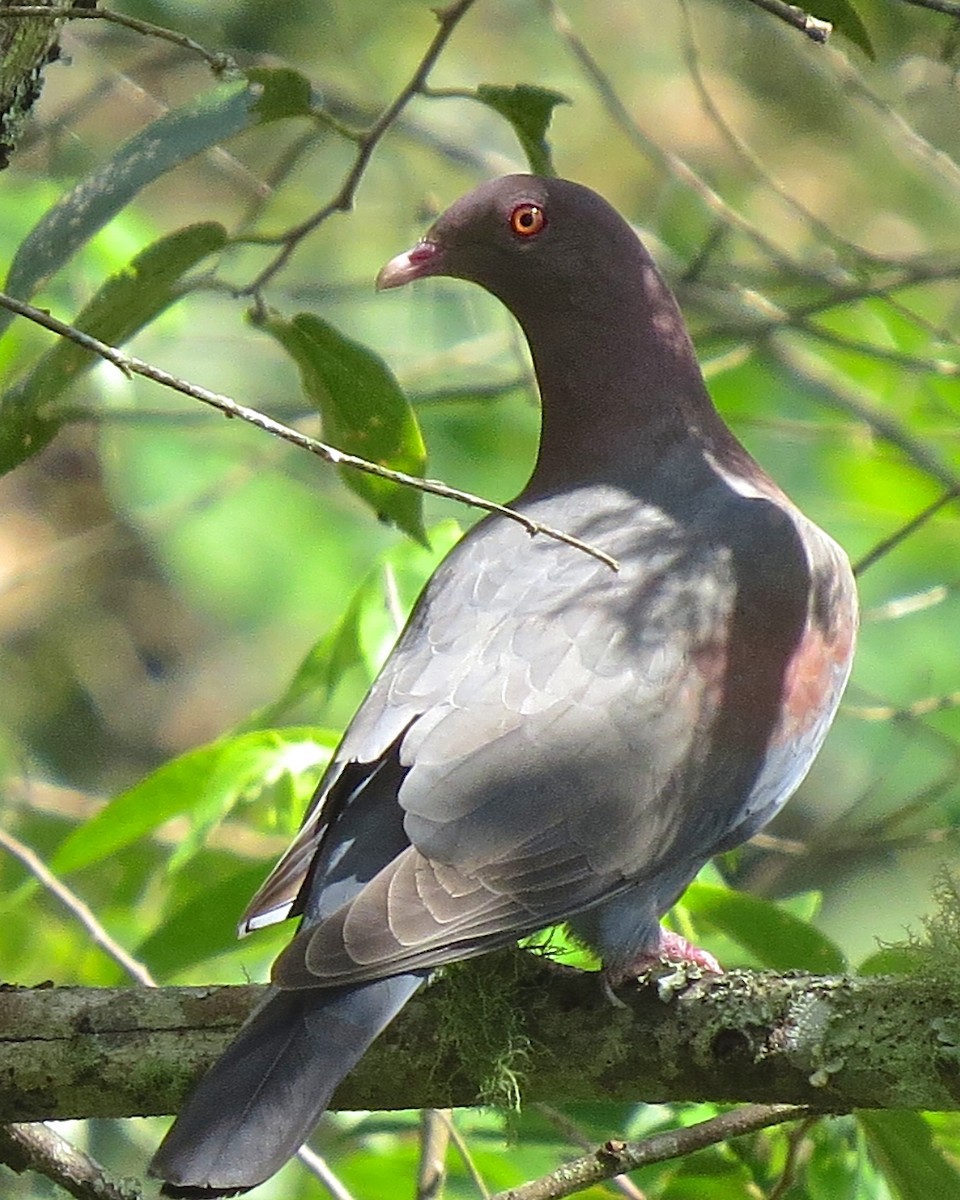 Red-billed Pigeon - Drew Weber