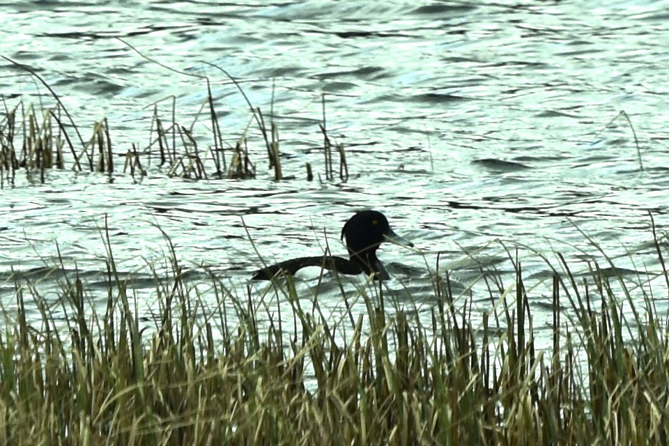 Tufted Duck - Blair Whyte