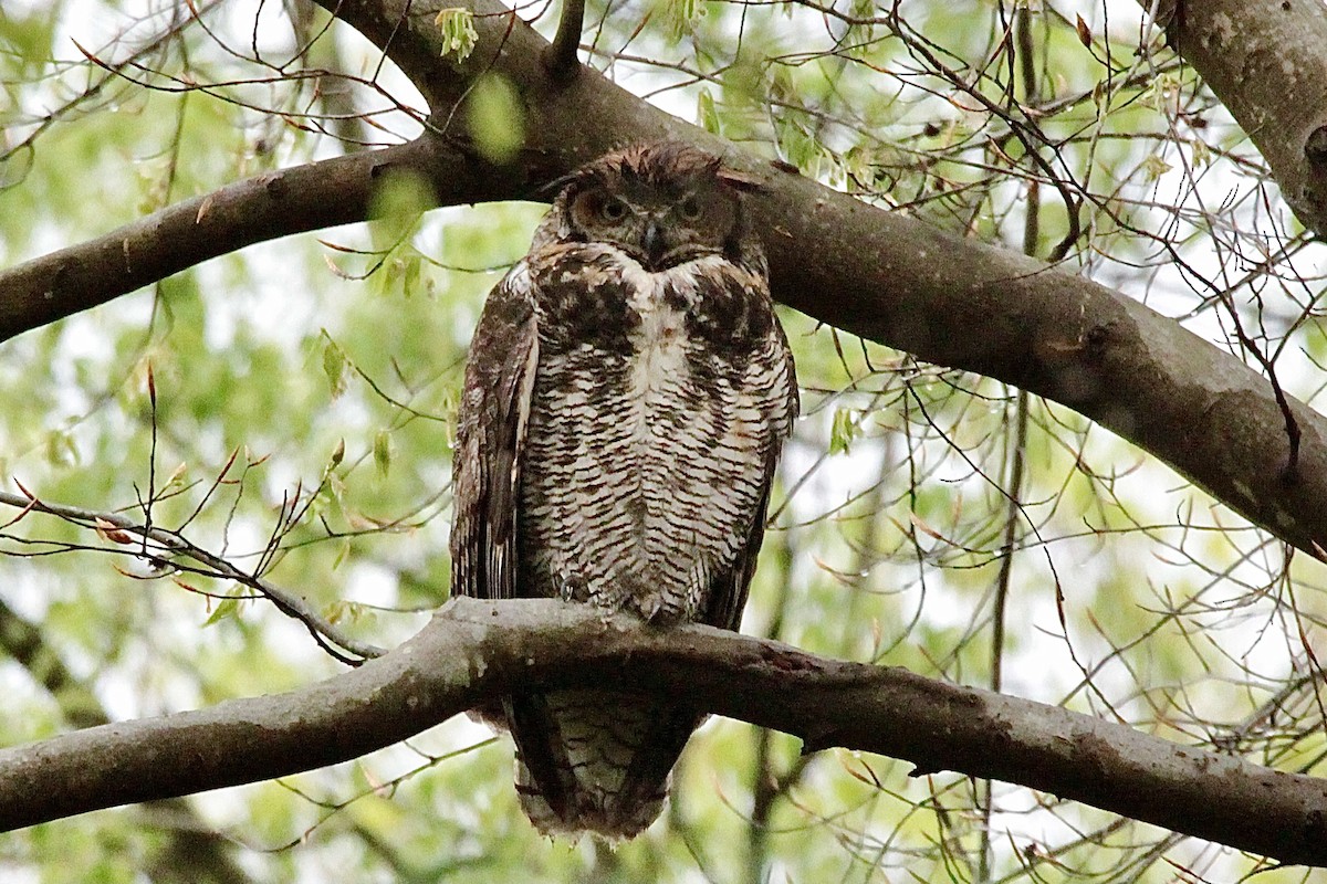 Great Horned Owl - ML325210011