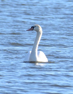 Mute Swan, ML325212221