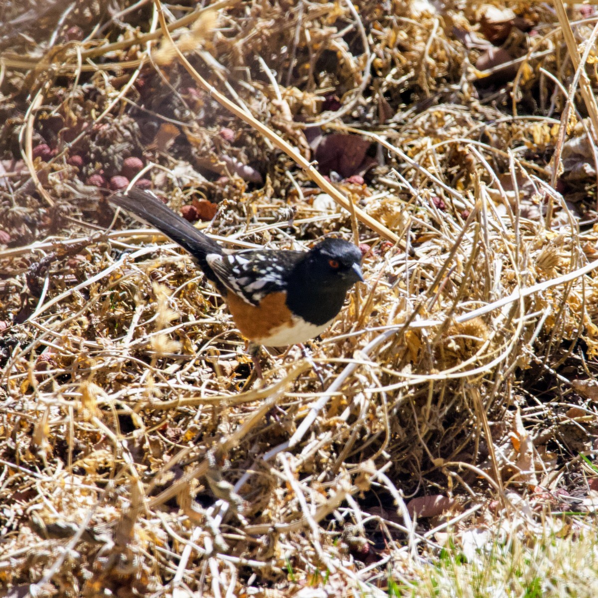 Spotted Towhee - ML325216401