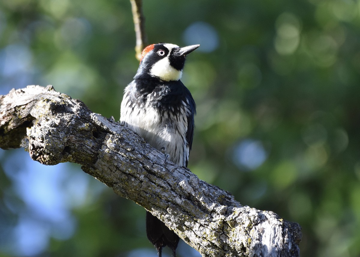 Acorn Woodpecker - ML325219411