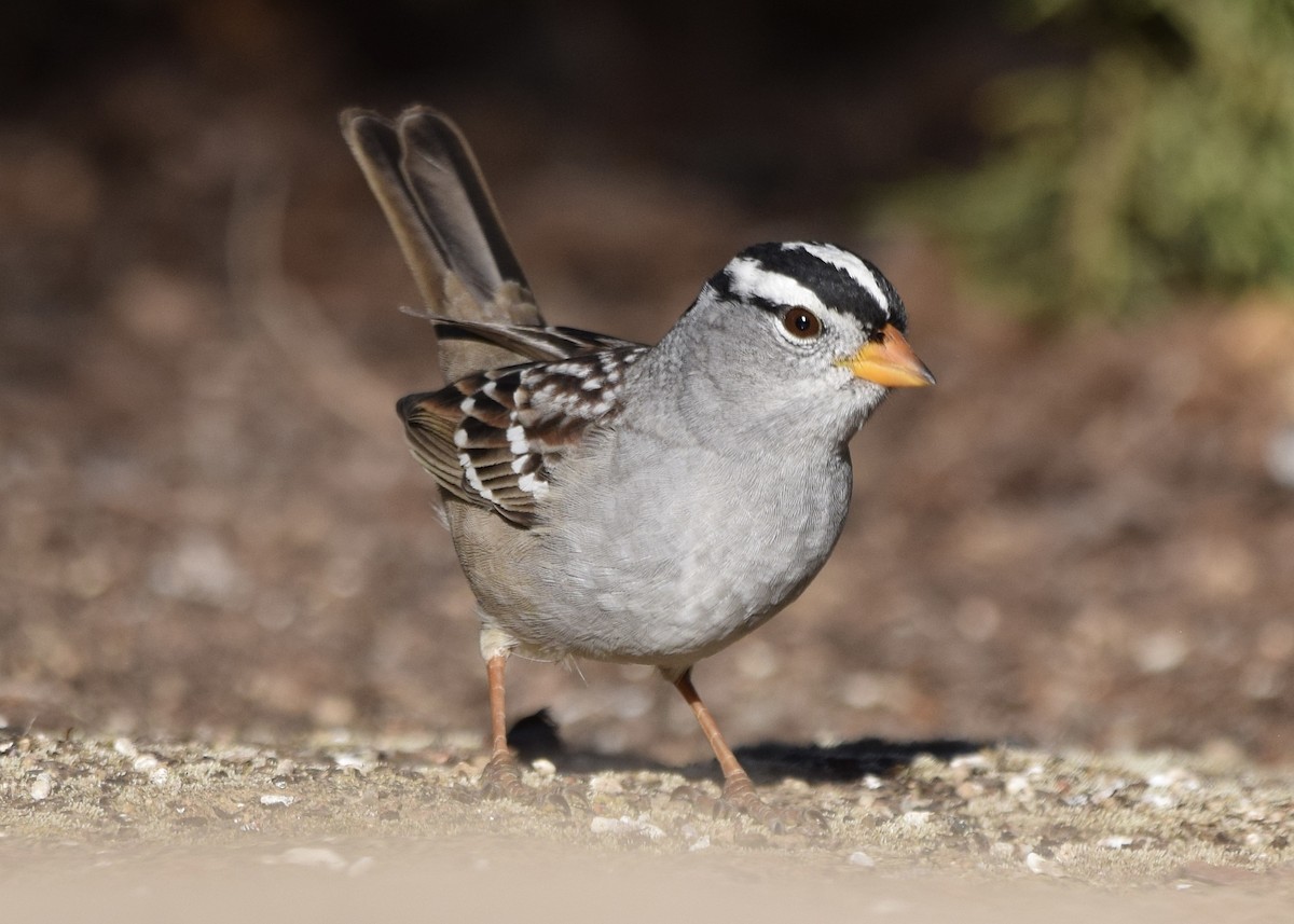 White-crowned Sparrow - ML325219871