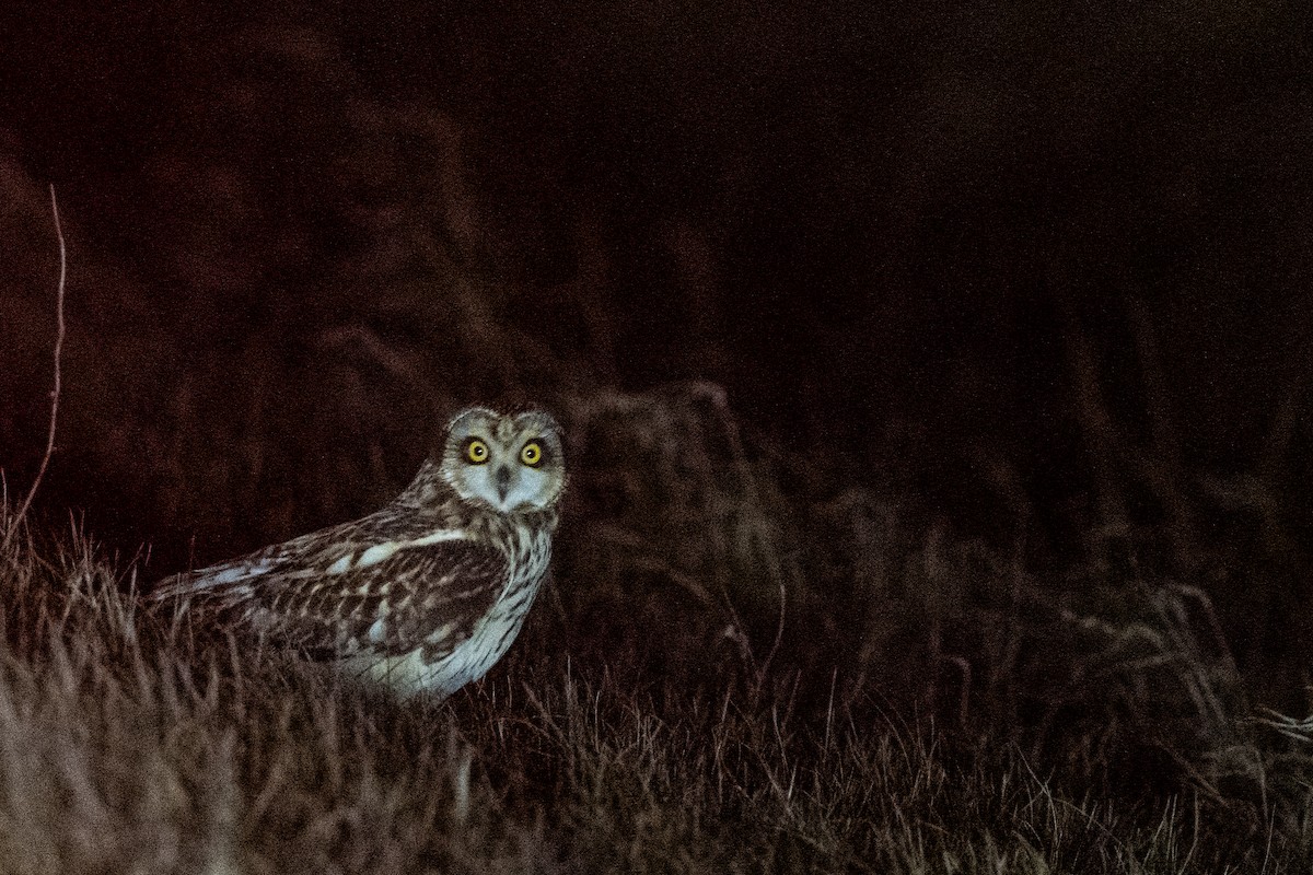 Short-eared Owl - Hans Norelius