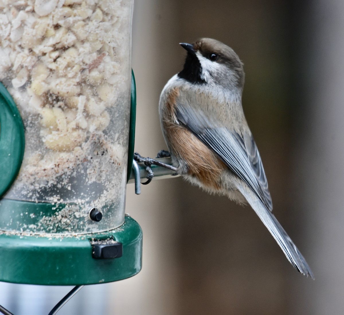 Boreal Chickadee - Susan and Andy Gower/Karassowitsch
