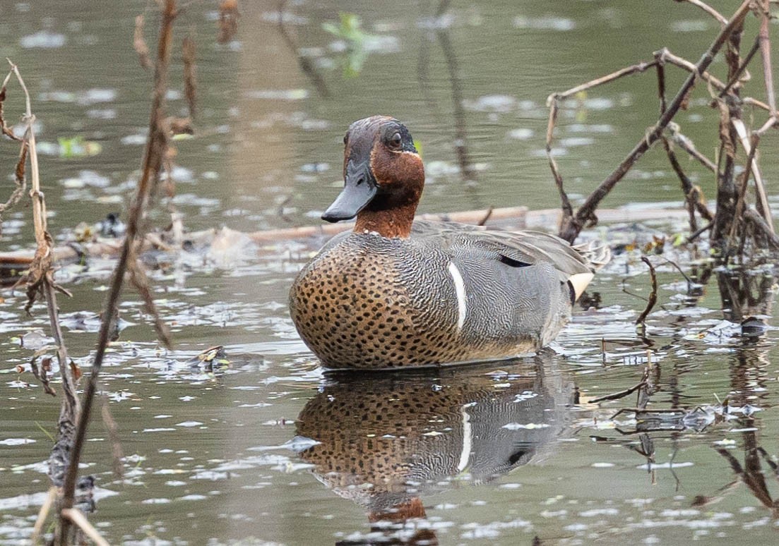 Green-winged Teal - ML325223391