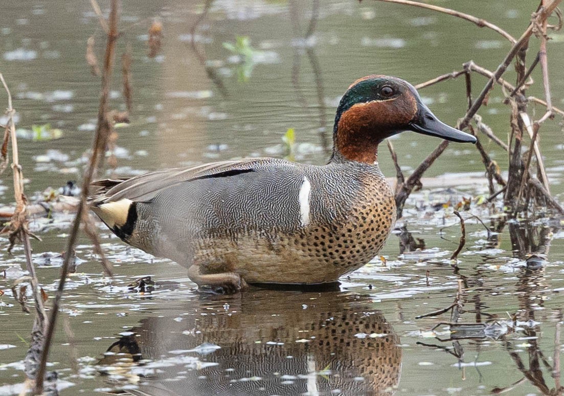 Green-winged Teal - ML325223571
