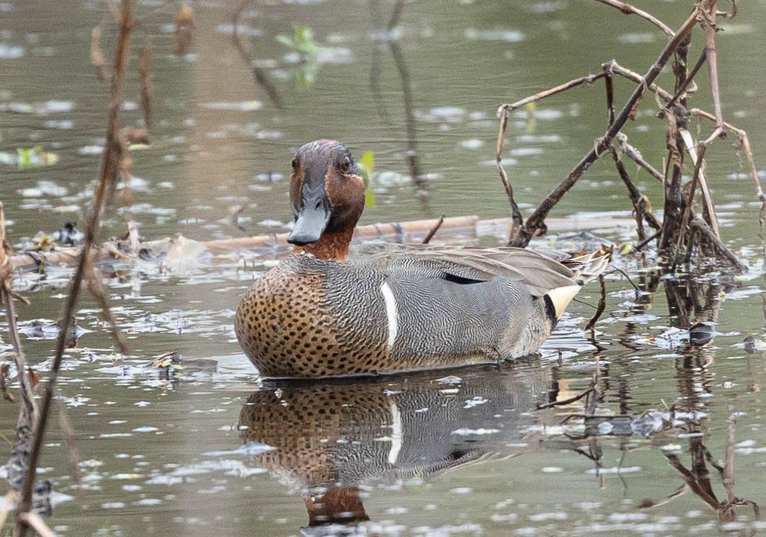 Green-winged Teal - ML325223751