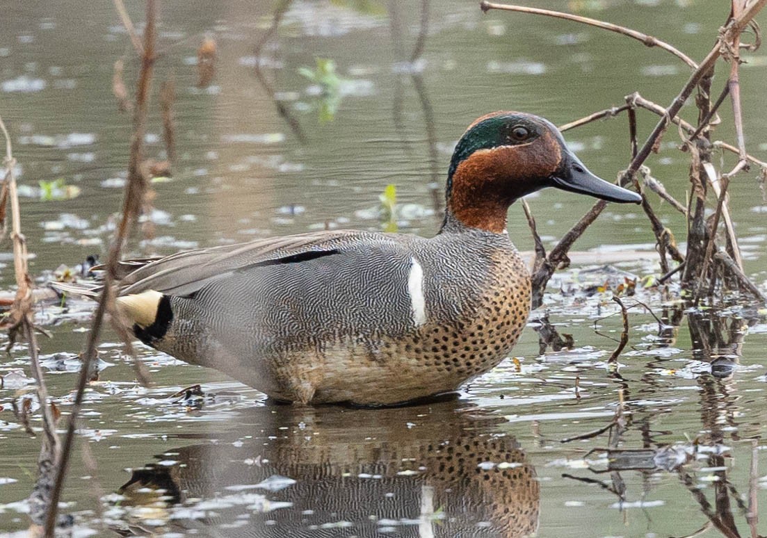 Green-winged Teal - ML325223791