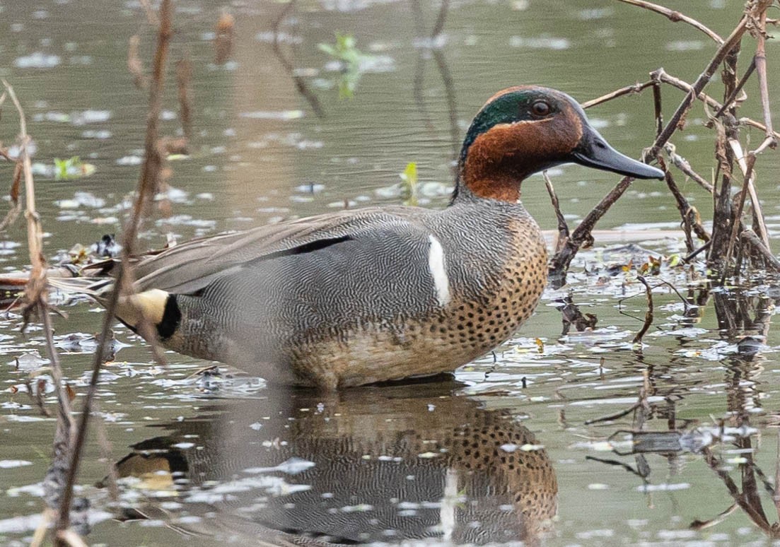 Green-winged Teal - ML325223841
