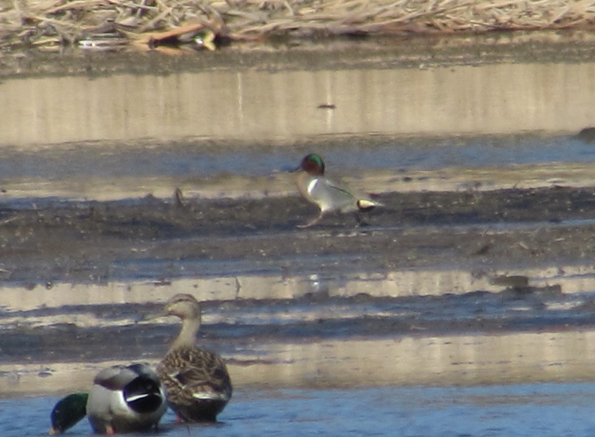 Green-winged Teal - ML325226421