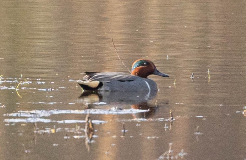 Green-winged Teal - ML325231561