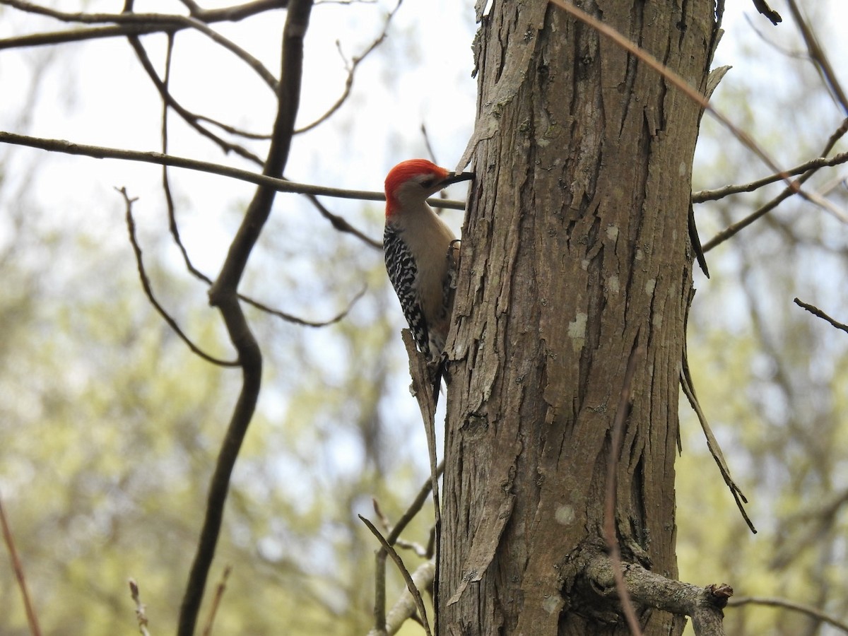 Red-bellied Woodpecker - ML325233581