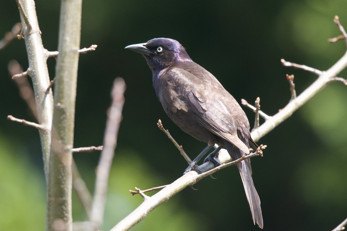 Common Grackle - Andy Wilson