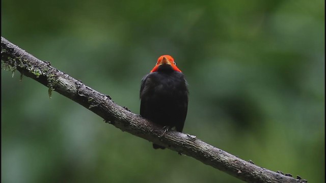 Red-capped Manakin - ML325246441