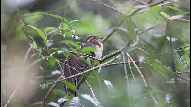 Pheasant Cuckoo - ML325246821