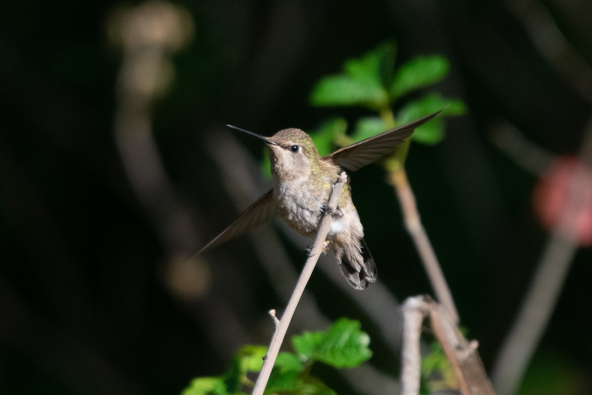 Anna's Hummingbird - ML325247491