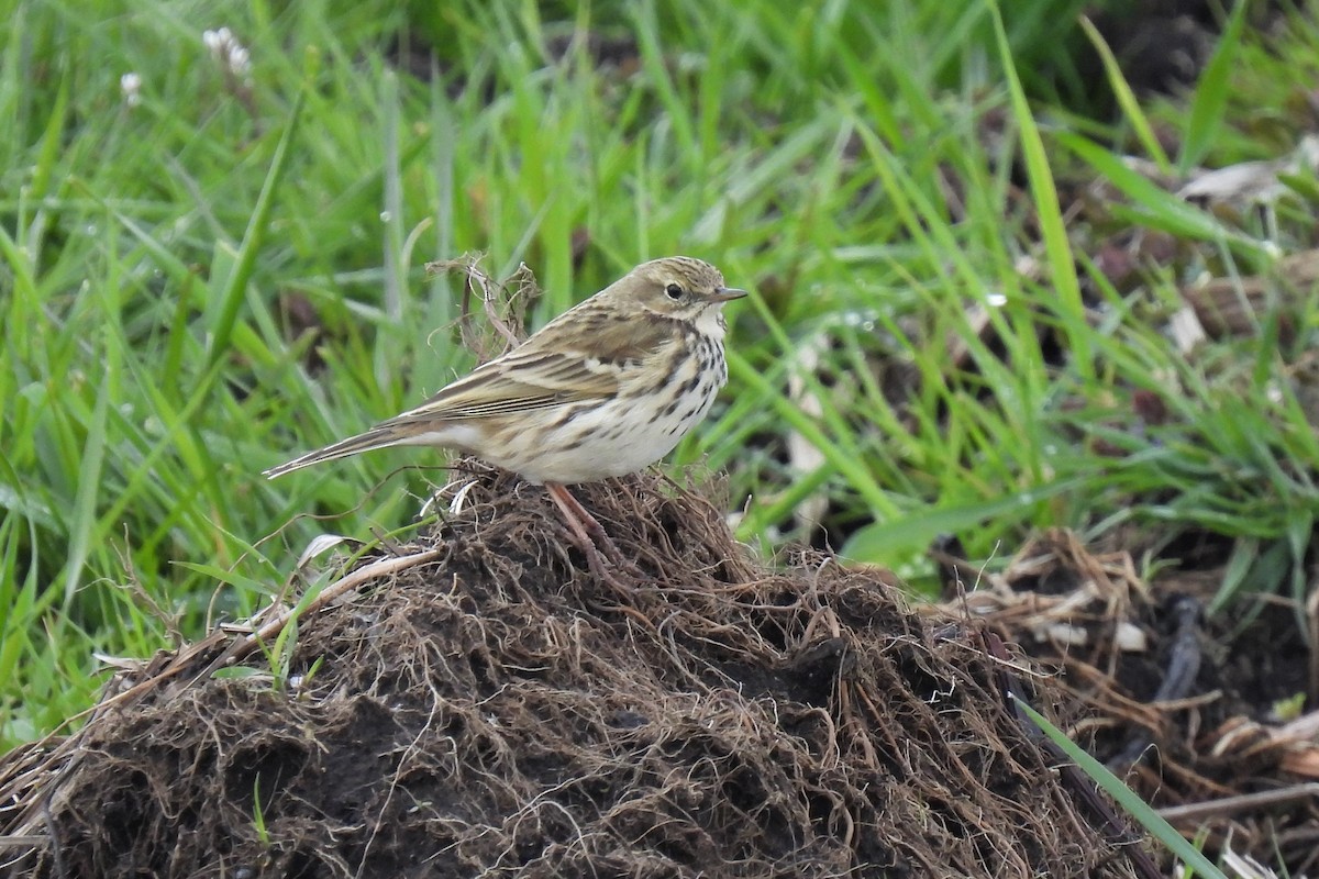 Meadow Pipit - ML325248431