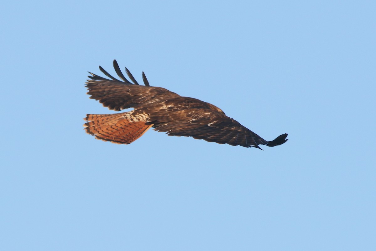 Red-tailed Hawk - ML325251251