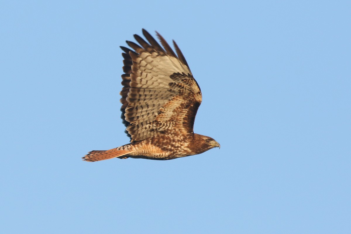 Red-tailed Hawk - ML325251271