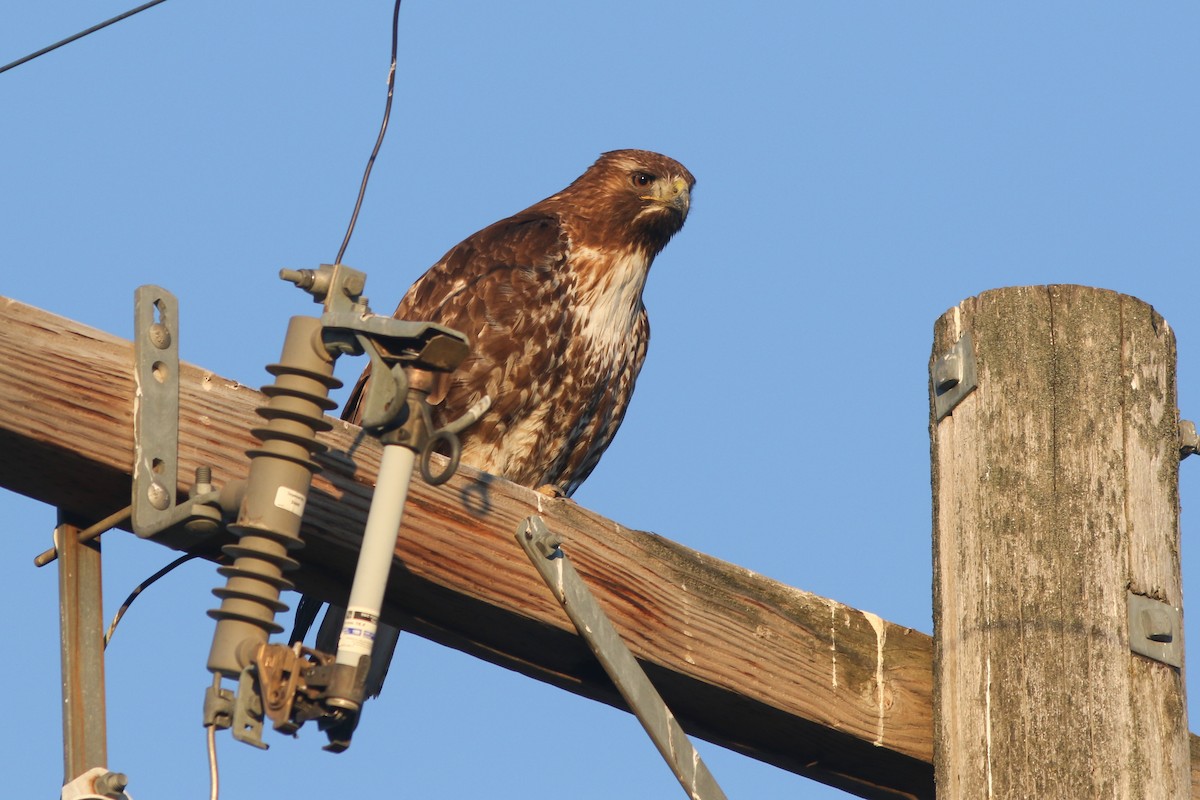 Red-tailed Hawk - ML325251291