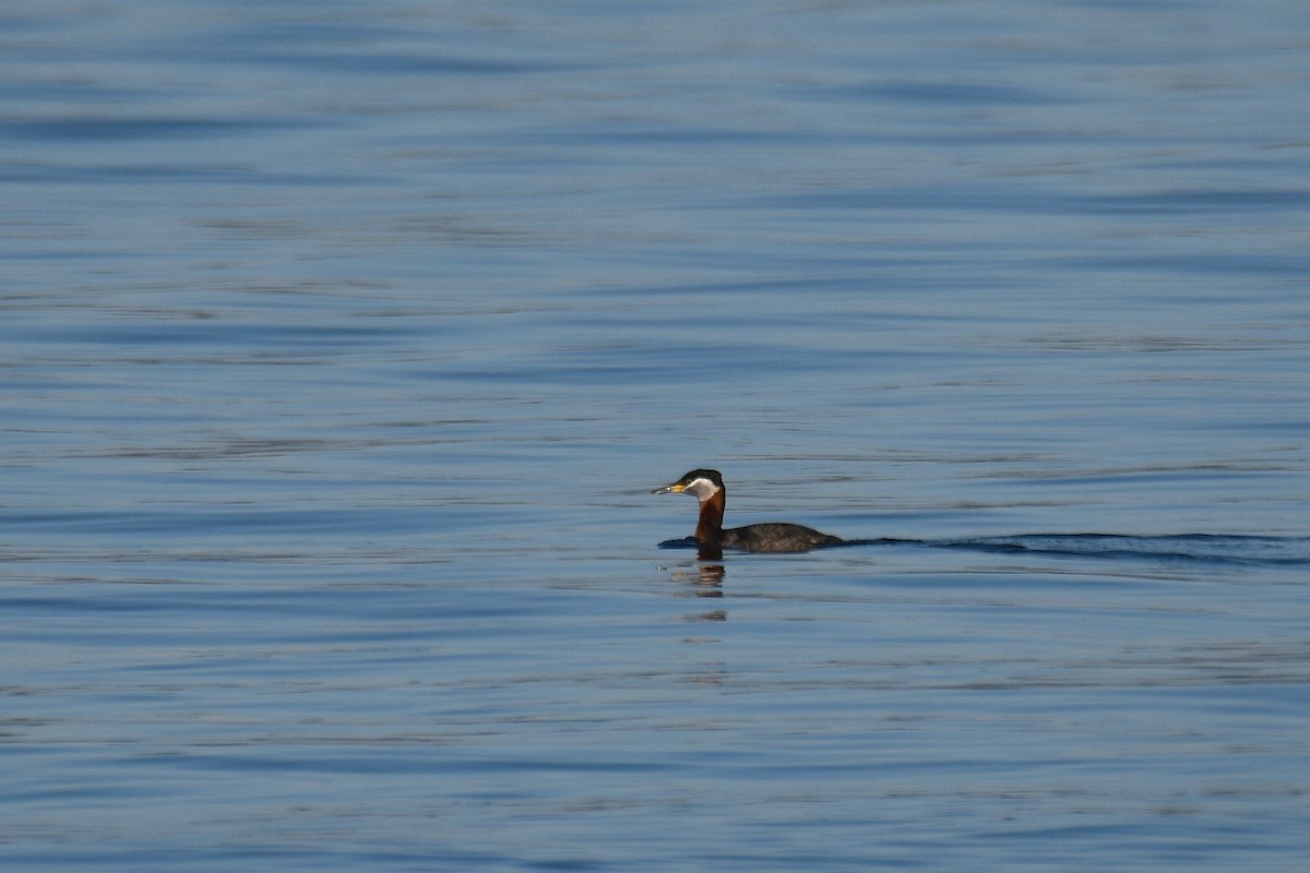 Red-necked Grebe - ML325251871