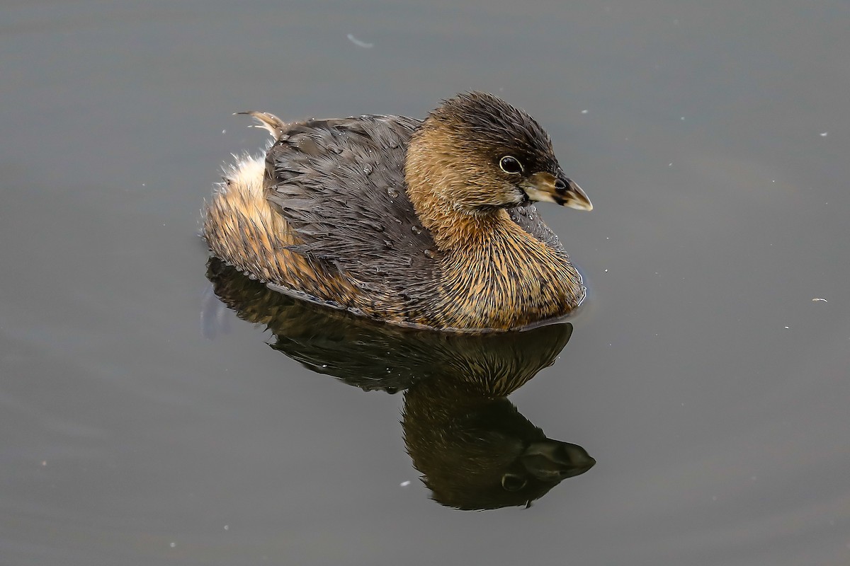Pied-billed Grebe - Denise Turley