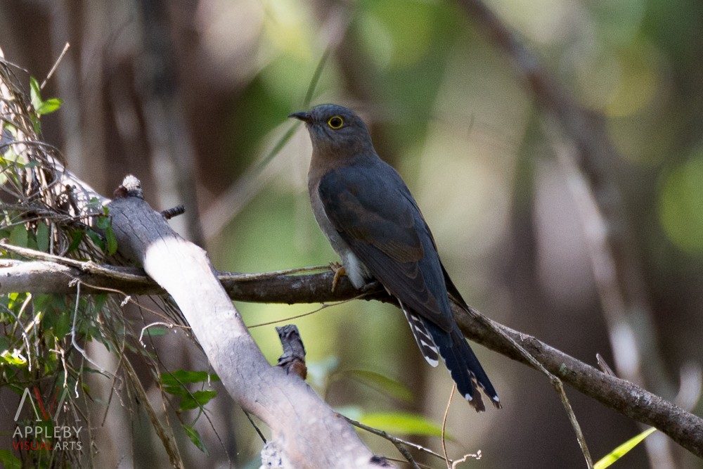 Fan-tailed Cuckoo - Rodney Appleby