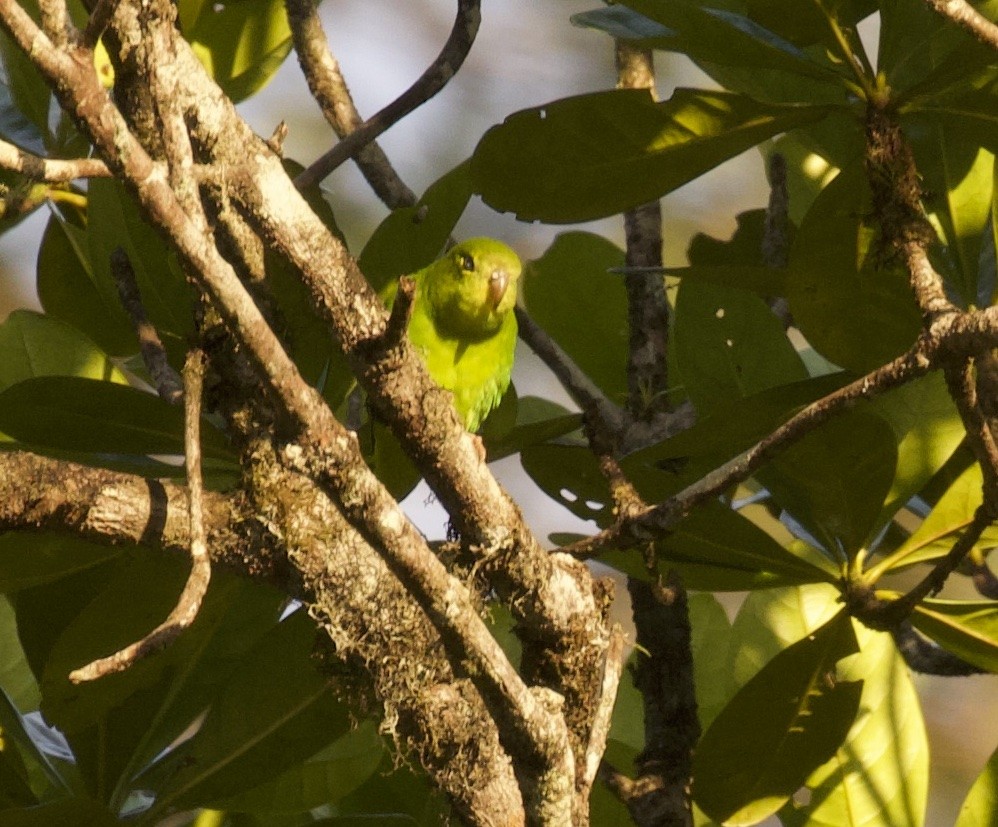 Венесуэльский попугай-крошка - ML325256351