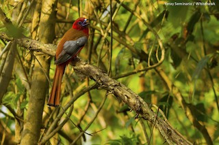  - Red-headed Trogon