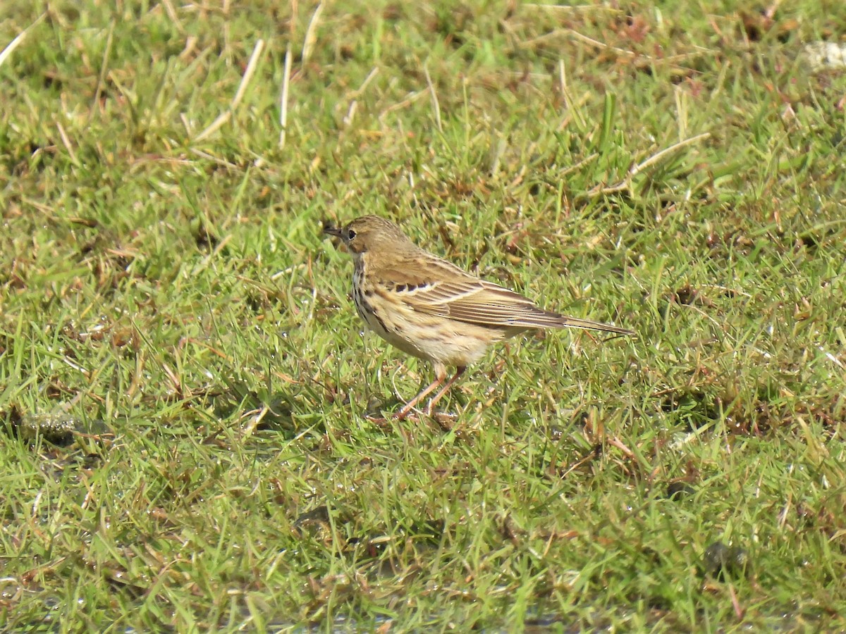Meadow Pipit - ML325266181