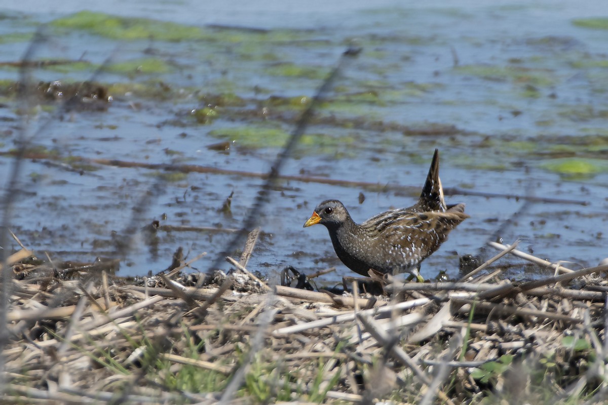 Spotted Crake - ML325270701