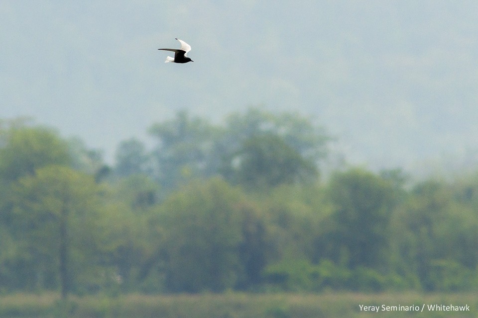 White-winged Tern - Yeray Seminario
