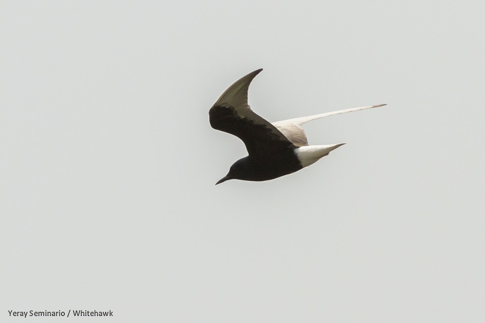 White-winged Tern - ML32527371