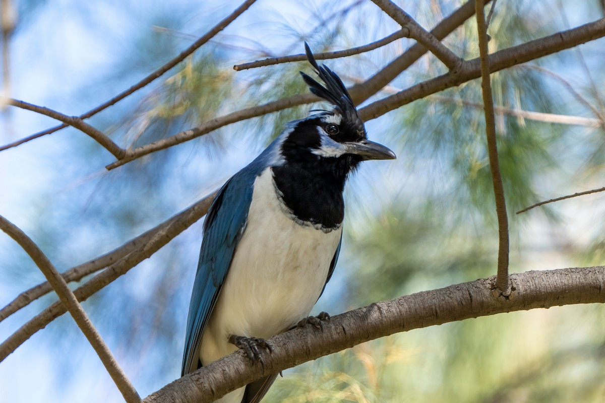 Black-throated Magpie-Jay - ML325277411