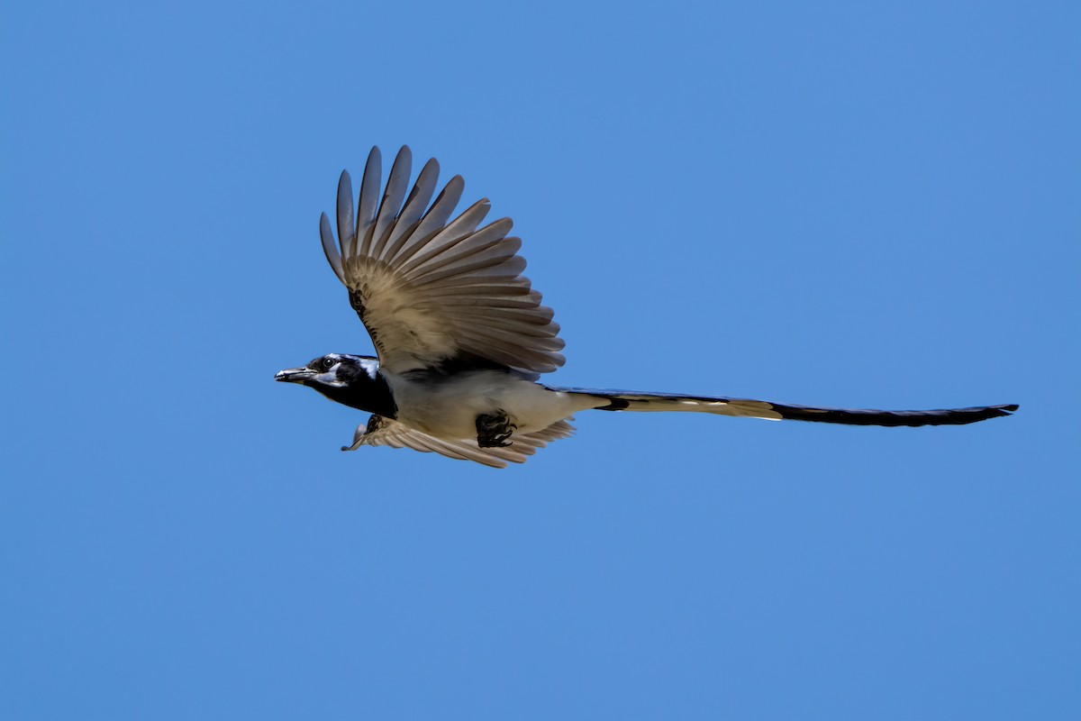 Black-throated Magpie-Jay - ML325277421